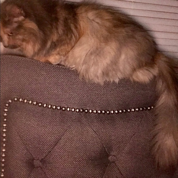 My Baby NOT FOR SALE - Picture 7 of 8